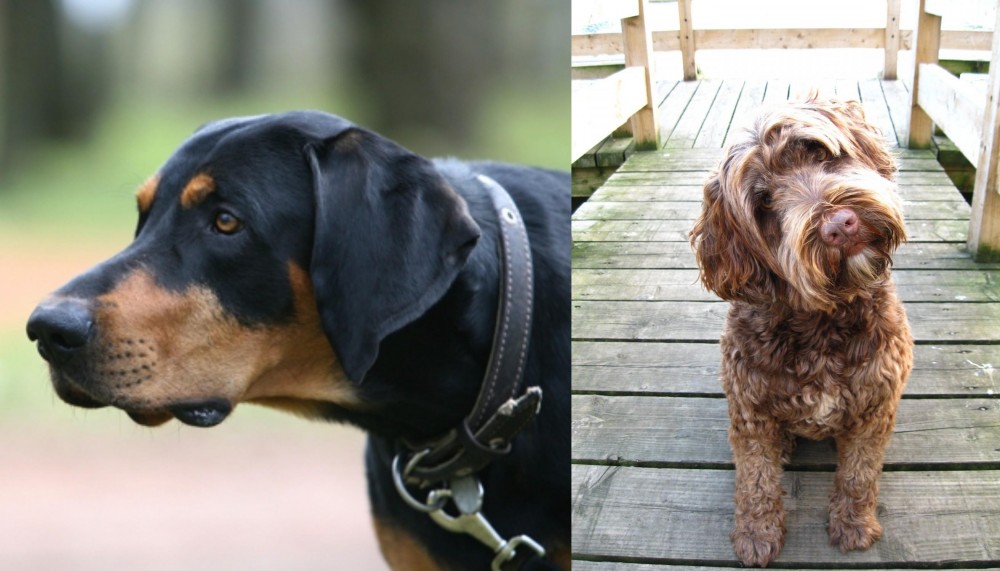 Portuguese Water Dog vs Lithuanian Hound - Breed Comparison