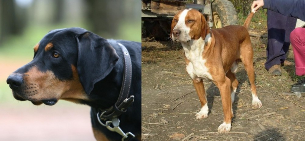 Posavac Hound vs Lithuanian Hound - Breed Comparison