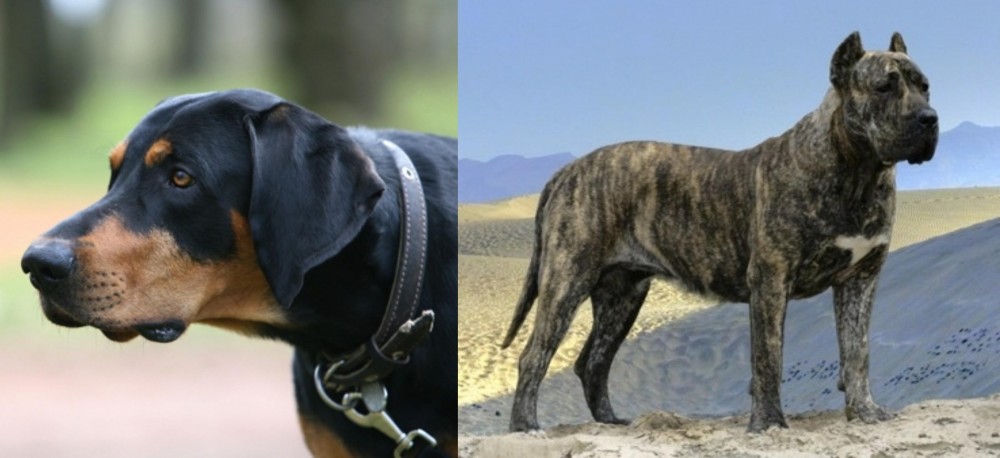 Presa Canario vs Lithuanian Hound - Breed Comparison
