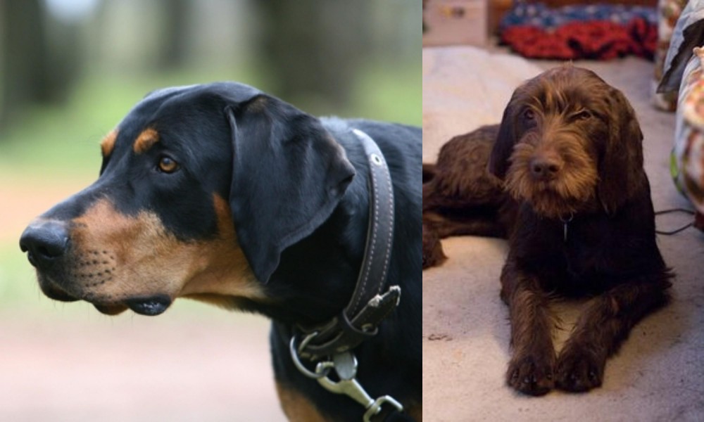 Pudelpointer vs Lithuanian Hound - Breed Comparison