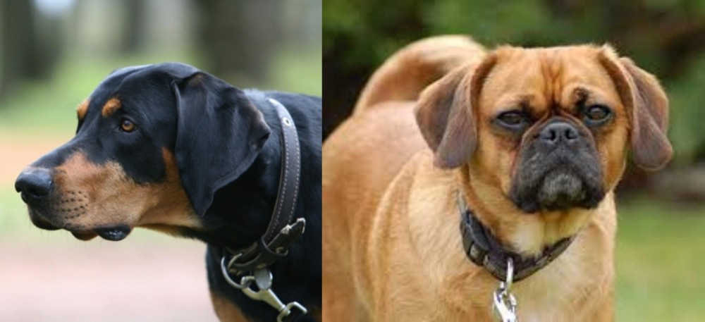 Pugalier vs Lithuanian Hound - Breed Comparison