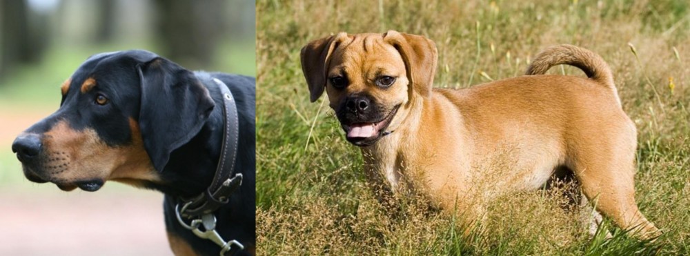 Puggle vs Lithuanian Hound - Breed Comparison