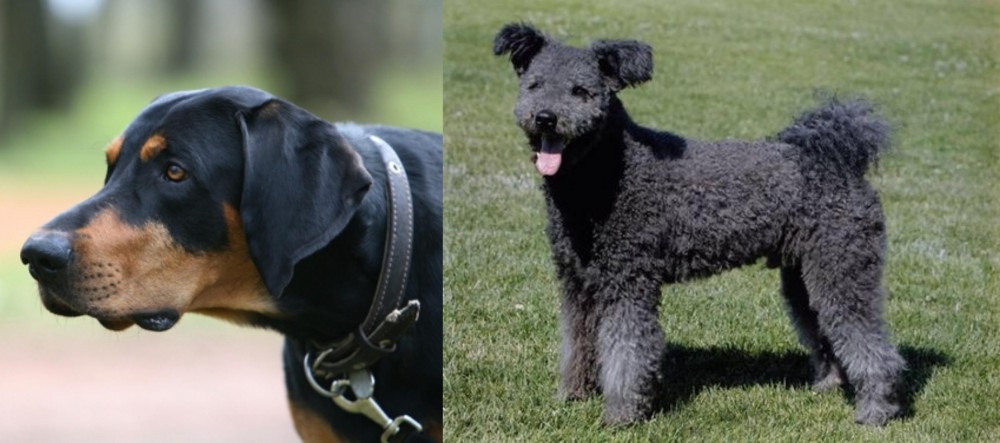 Pumi vs Lithuanian Hound - Breed Comparison