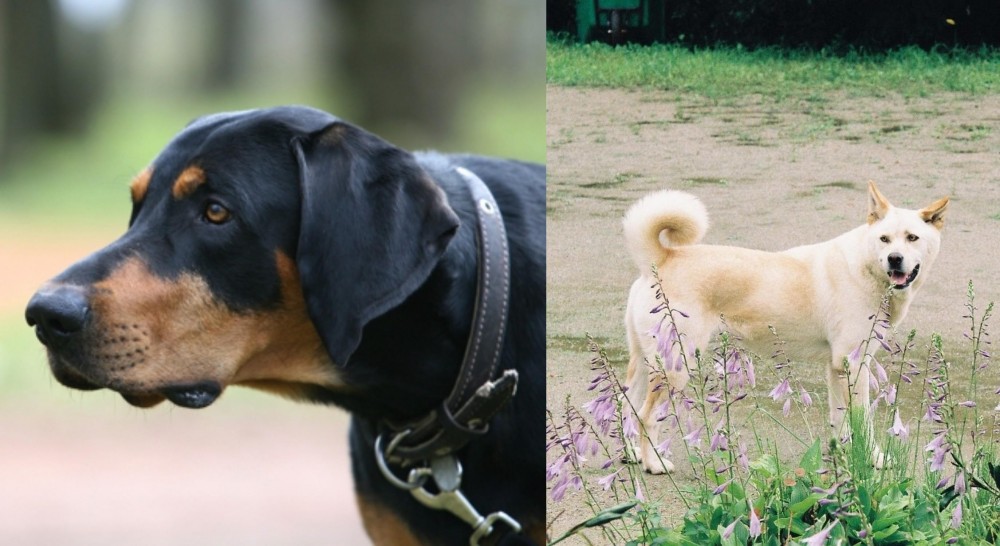 Pungsan Dog vs Lithuanian Hound - Breed Comparison