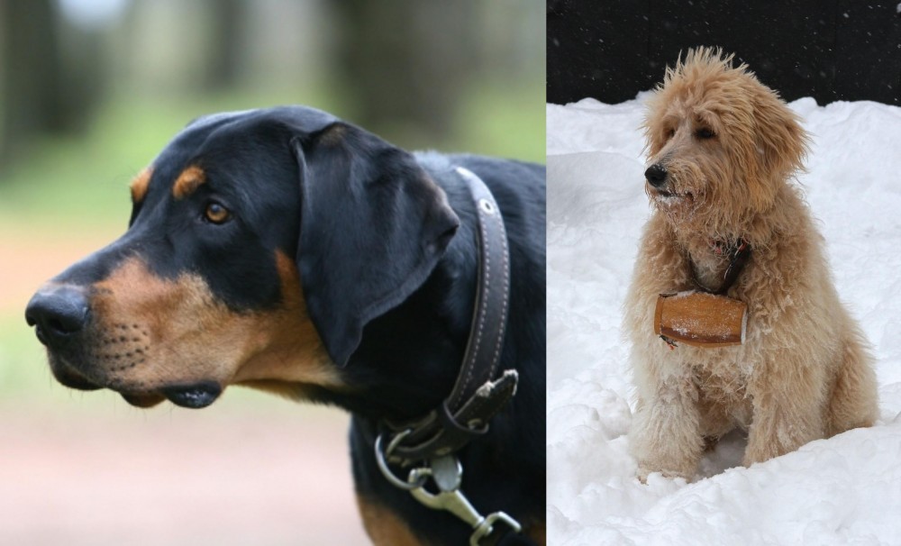 Pyredoodle vs Lithuanian Hound - Breed Comparison