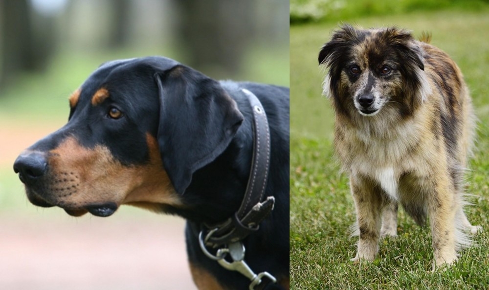 Pyrenean Shepherd vs Lithuanian Hound - Breed Comparison