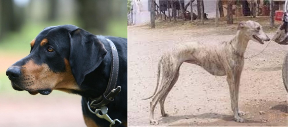 Rampur Greyhound vs Lithuanian Hound - Breed Comparison