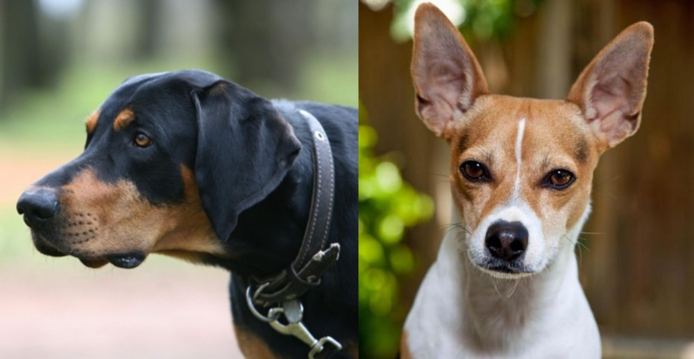 Rat Terrier vs Lithuanian Hound - Breed Comparison
