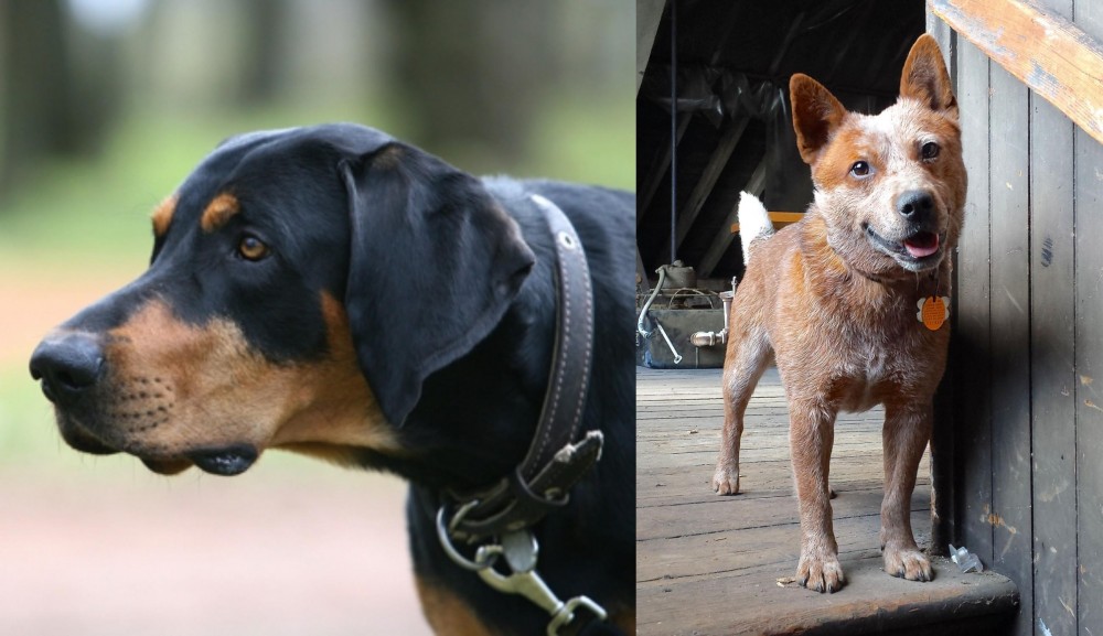 Red Heeler vs Lithuanian Hound - Breed Comparison