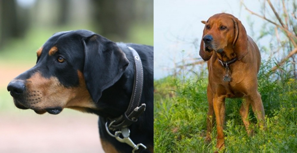 Redbone Coonhound vs Lithuanian Hound - Breed Comparison