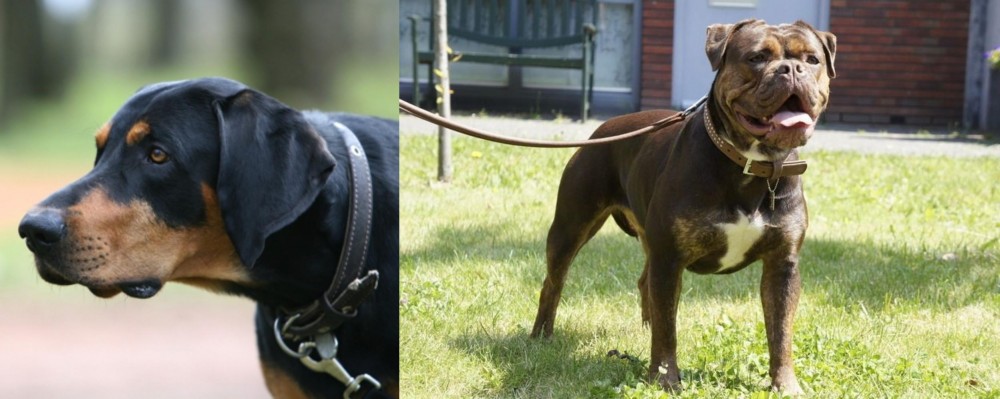 Renascence Bulldogge vs Lithuanian Hound - Breed Comparison