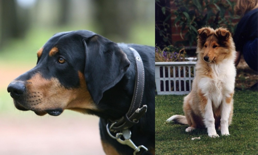Rough Collie vs Lithuanian Hound - Breed Comparison