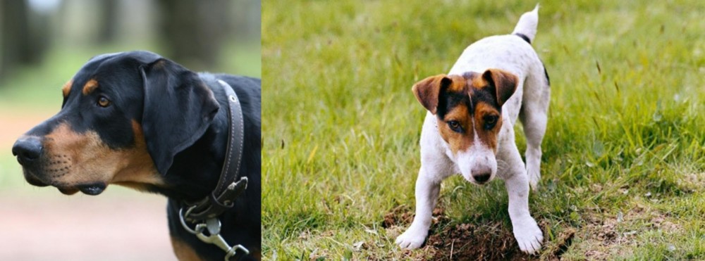 Russell Terrier vs Lithuanian Hound - Breed Comparison