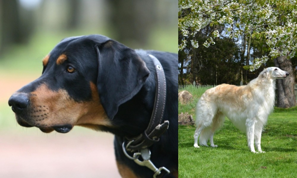 Russian Hound vs Lithuanian Hound - Breed Comparison