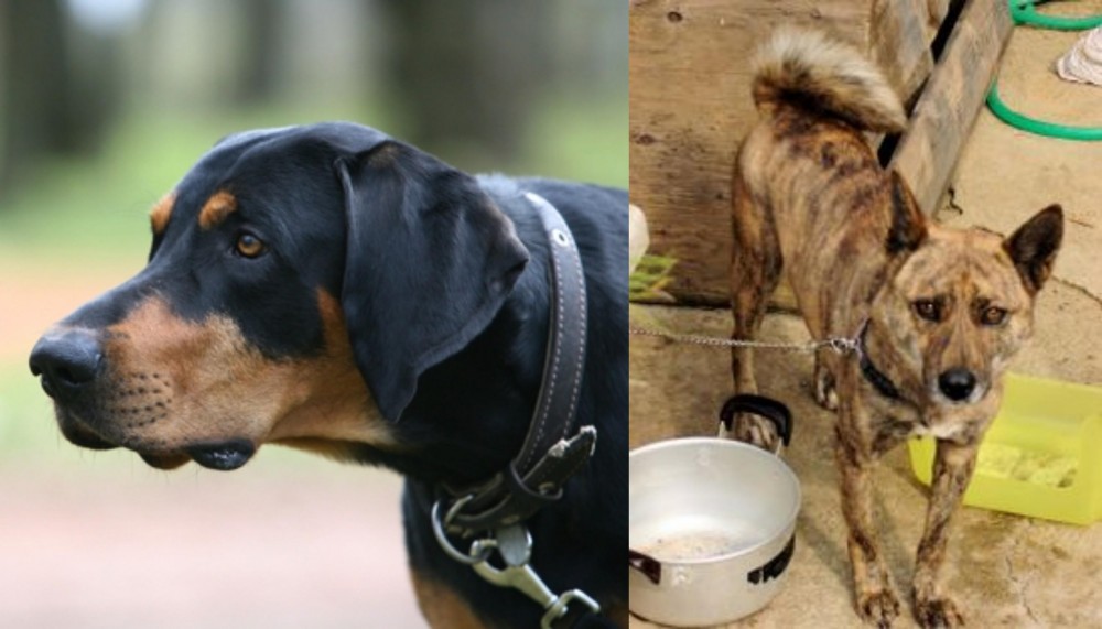Ryukyu Inu vs Lithuanian Hound - Breed Comparison