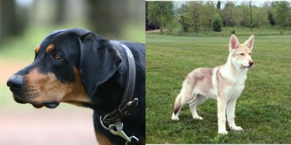 Saarlooswolfhond vs Lithuanian Hound - Breed Comparison
