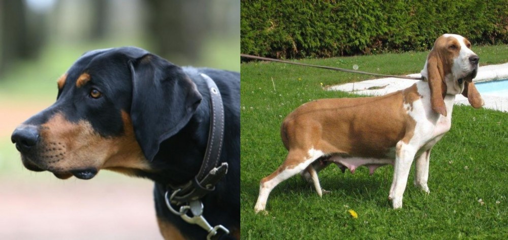 Sabueso Espanol vs Lithuanian Hound - Breed Comparison