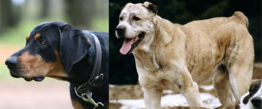 Sage Koochee vs Lithuanian Hound - Breed Comparison