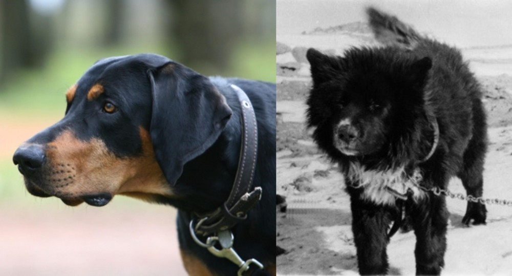 Sakhalin Husky vs Lithuanian Hound - Breed Comparison