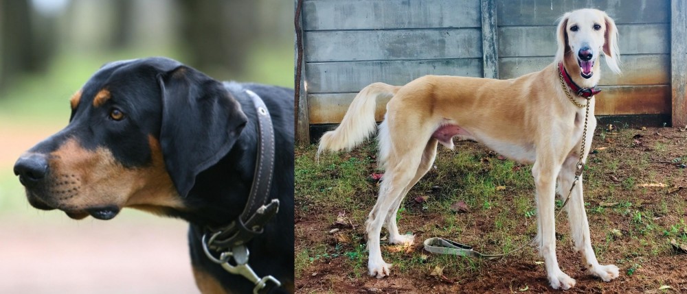 Saluki vs Lithuanian Hound - Breed Comparison