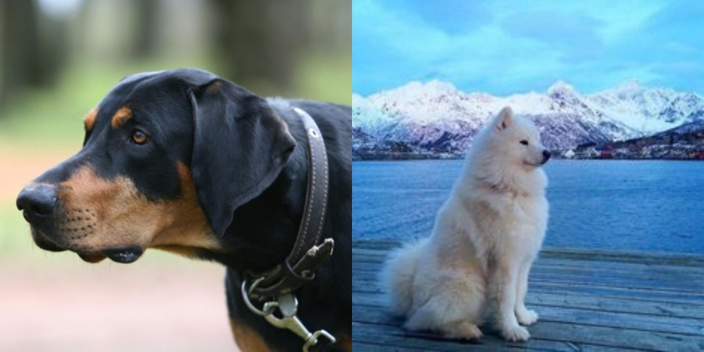 Samoyed vs Lithuanian Hound - Breed Comparison