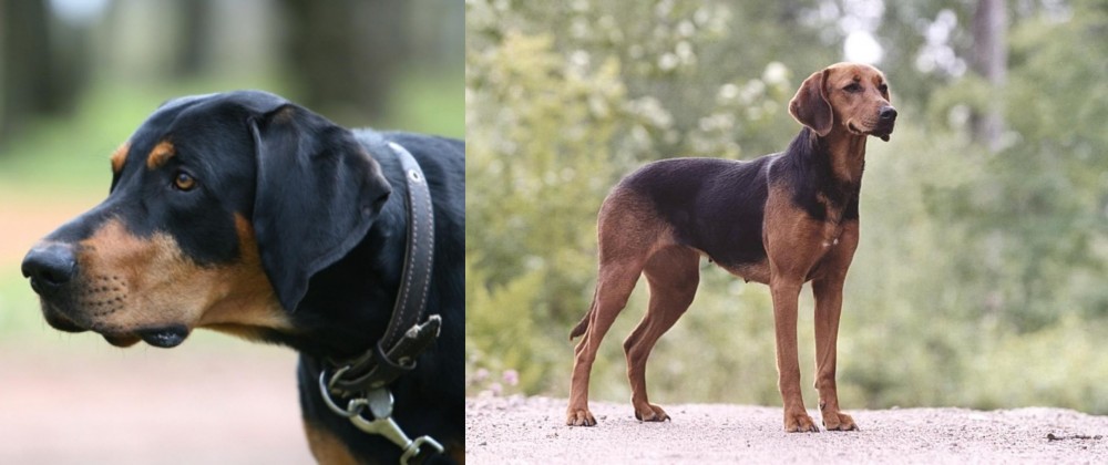 Schillerstovare vs Lithuanian Hound - Breed Comparison