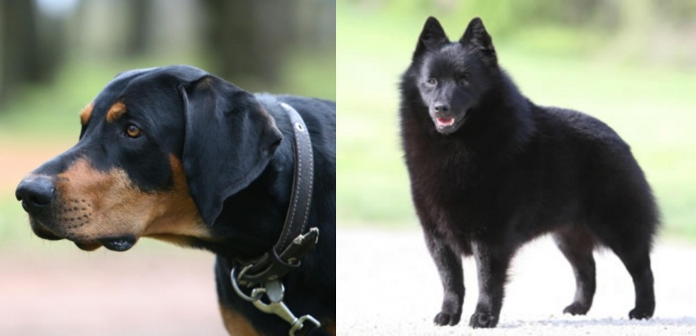 Schipperke vs Lithuanian Hound - Breed Comparison