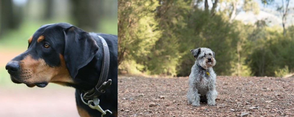 Schnoodle vs Lithuanian Hound - Breed Comparison