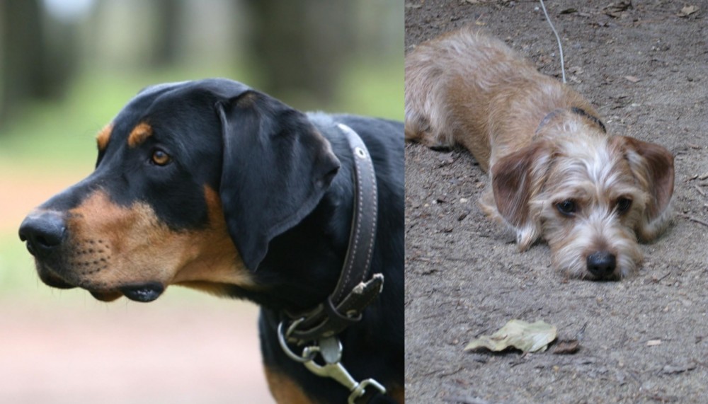 Schweenie vs Lithuanian Hound - Breed Comparison