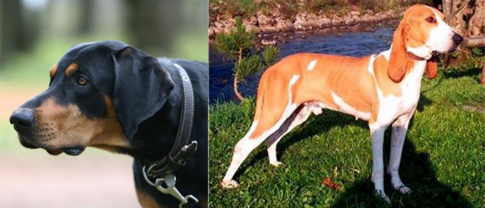 Schweizer Laufhund vs Lithuanian Hound - Breed Comparison