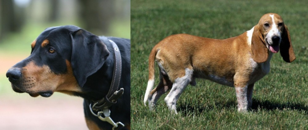Schweizer Niederlaufhund vs Lithuanian Hound - Breed Comparison