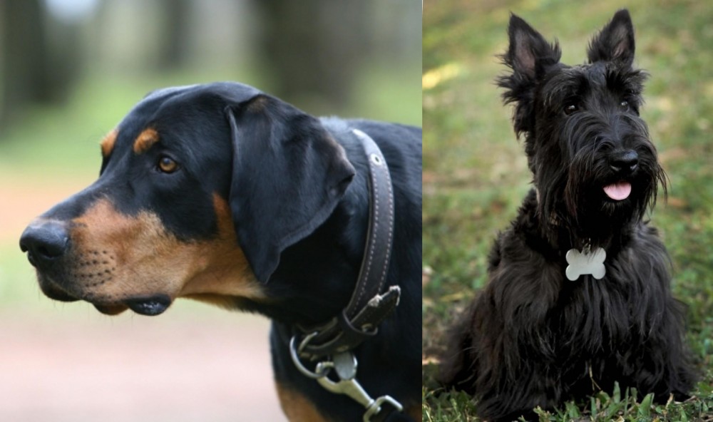 Scoland Terrier vs Lithuanian Hound - Breed Comparison