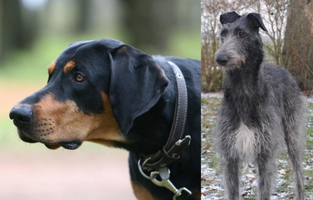 Scottish Deerhound vs Lithuanian Hound - Breed Comparison