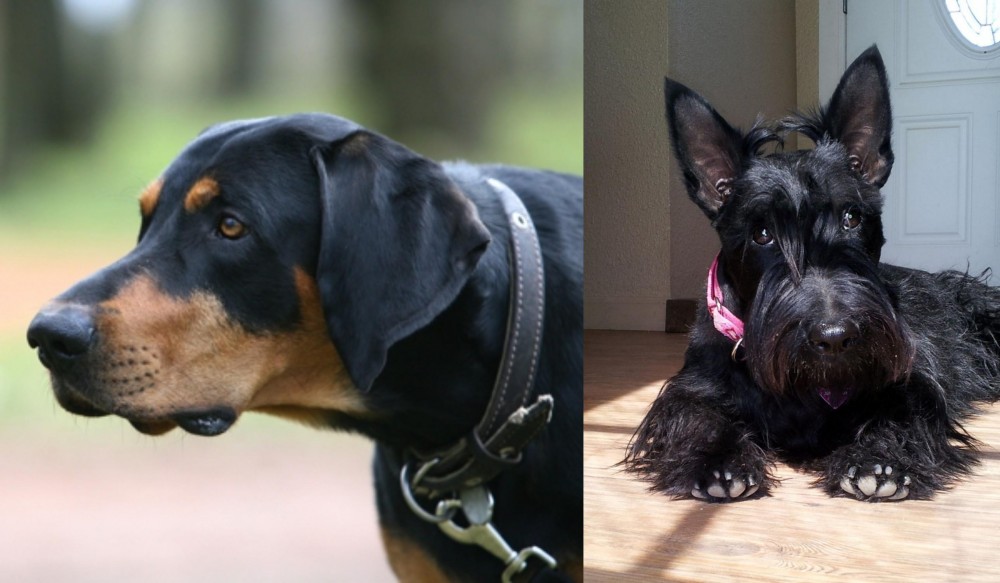 Scottish Terrier vs Lithuanian Hound - Breed Comparison