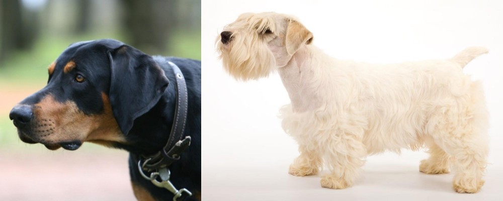 Sealyham Terrier vs Lithuanian Hound - Breed Comparison