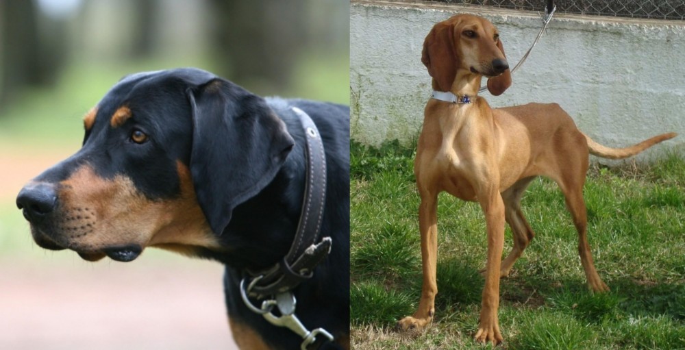 Segugio Italiano vs Lithuanian Hound - Breed Comparison