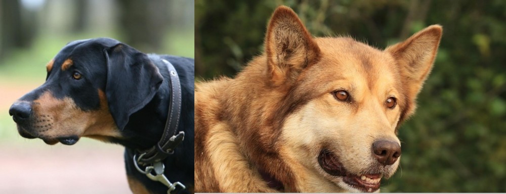 Seppala Siberian Sleddog vs Lithuanian Hound - Breed Comparison