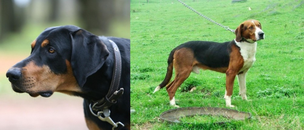 Serbian Tricolour Hound vs Lithuanian Hound - Breed Comparison