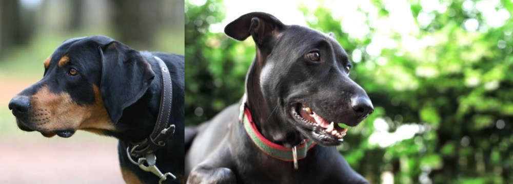 Shepard Labrador vs Lithuanian Hound - Breed Comparison