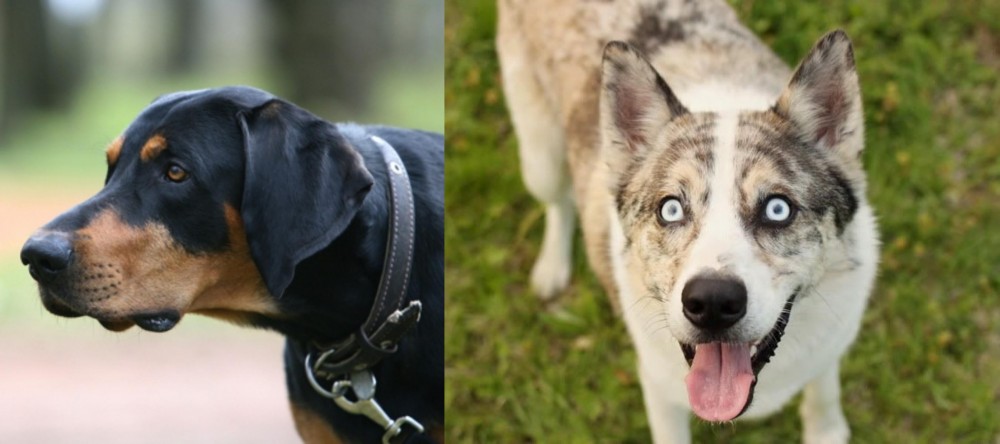 Shepherd Husky vs Lithuanian Hound - Breed Comparison