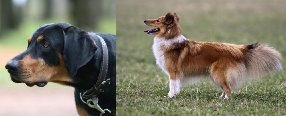 Shetland Sheepdog vs Lithuanian Hound - Breed Comparison