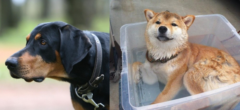 Shiba Inu vs Lithuanian Hound - Breed Comparison