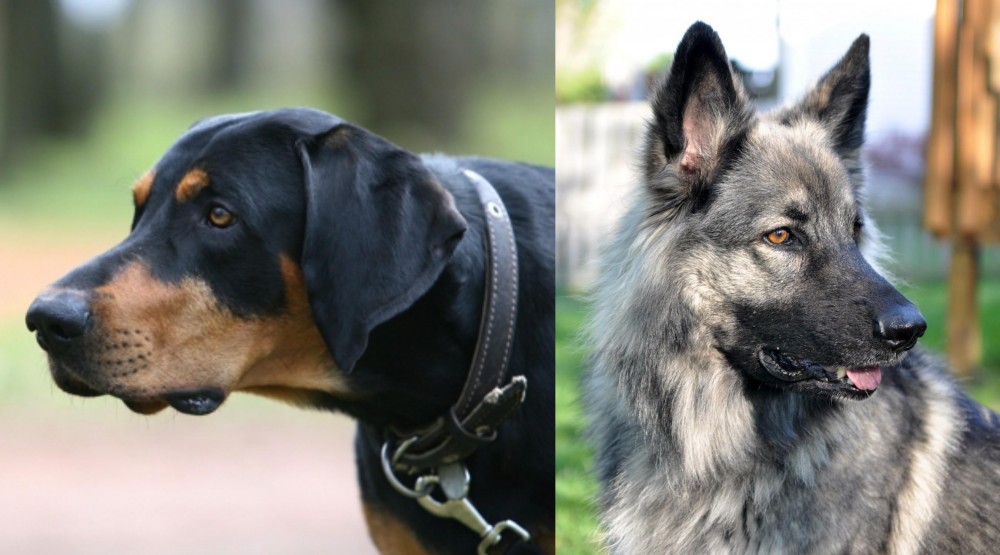 Shiloh Shepherd vs Lithuanian Hound - Breed Comparison