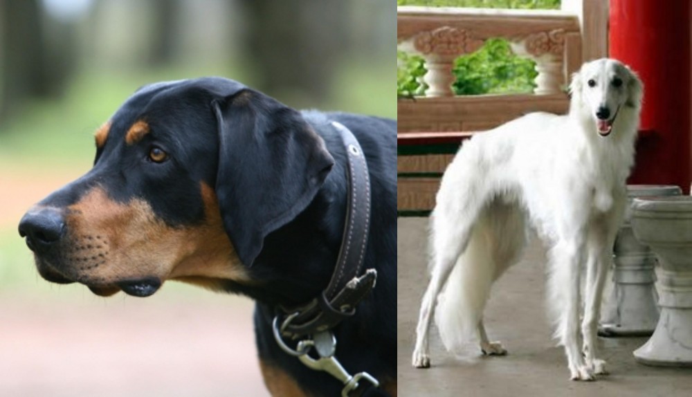 Silken Windhound vs Lithuanian Hound - Breed Comparison
