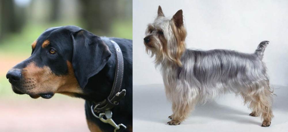 Silky Terrier vs Lithuanian Hound - Breed Comparison