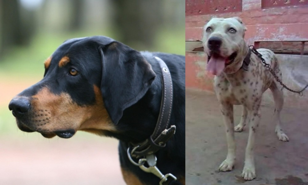 Sindh Mastiff vs Lithuanian Hound - Breed Comparison