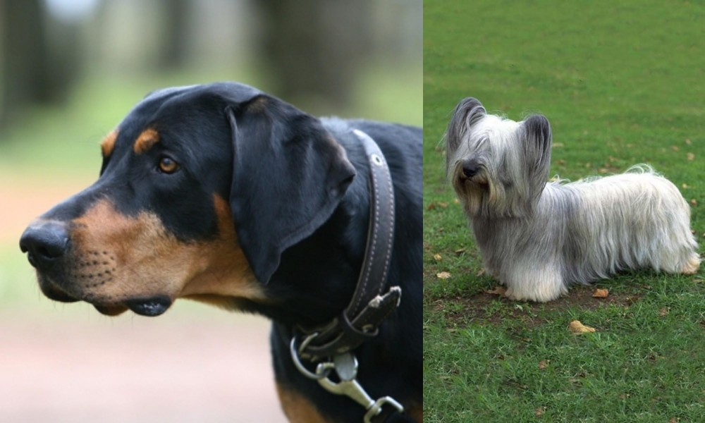 Skye Terrier vs Lithuanian Hound - Breed Comparison