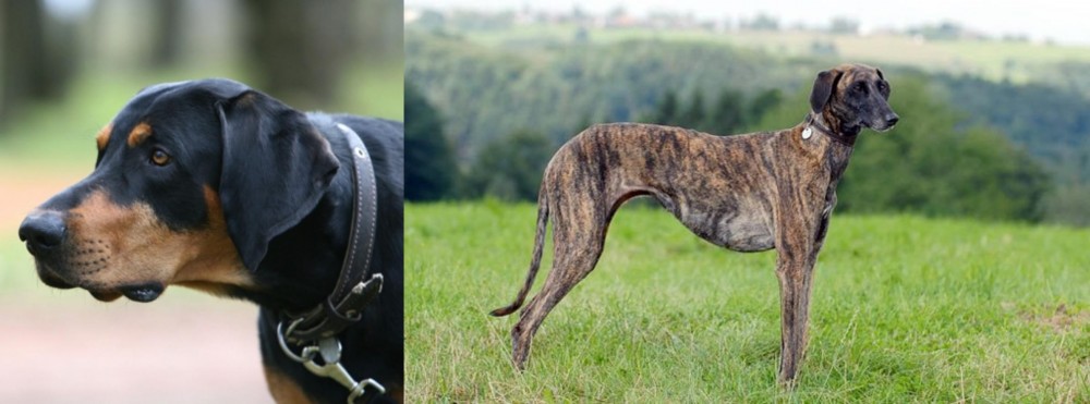 Sloughi vs Lithuanian Hound - Breed Comparison