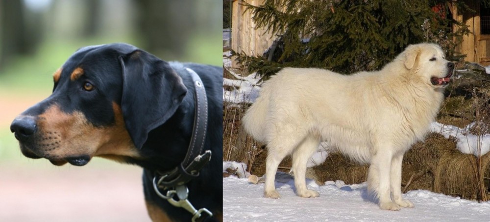 Slovak Cuvac vs Lithuanian Hound - Breed Comparison