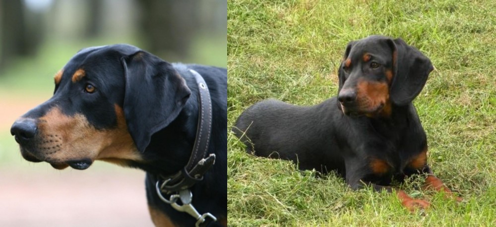 Slovakian Hound vs Lithuanian Hound - Breed Comparison